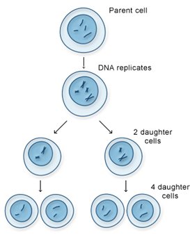 image1_meiosis
