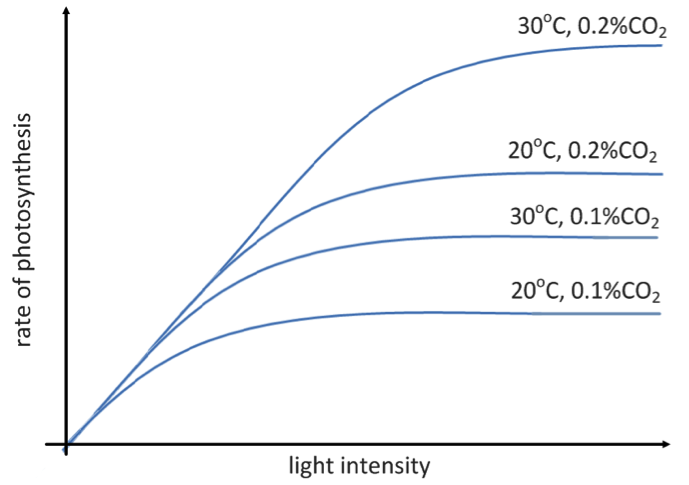 rate of photosynthesis limiting factors